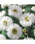 Aster novi-belgii Arctic White крупним планом